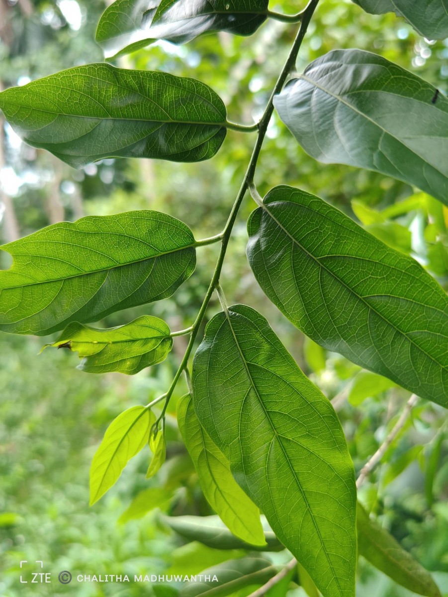 Alangium salviifolium (L.f.) Wangerin