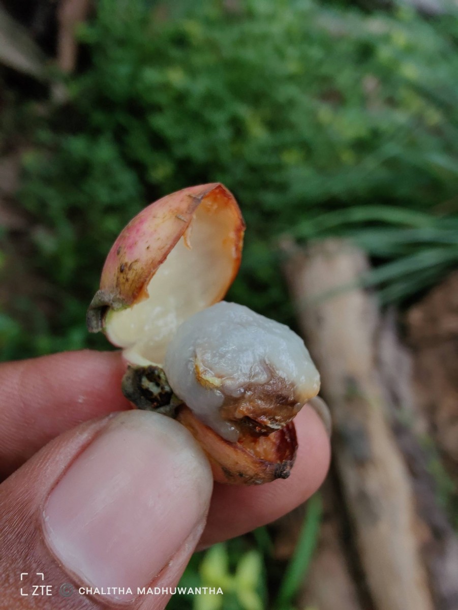 Alangium salviifolium (L.f.) Wangerin