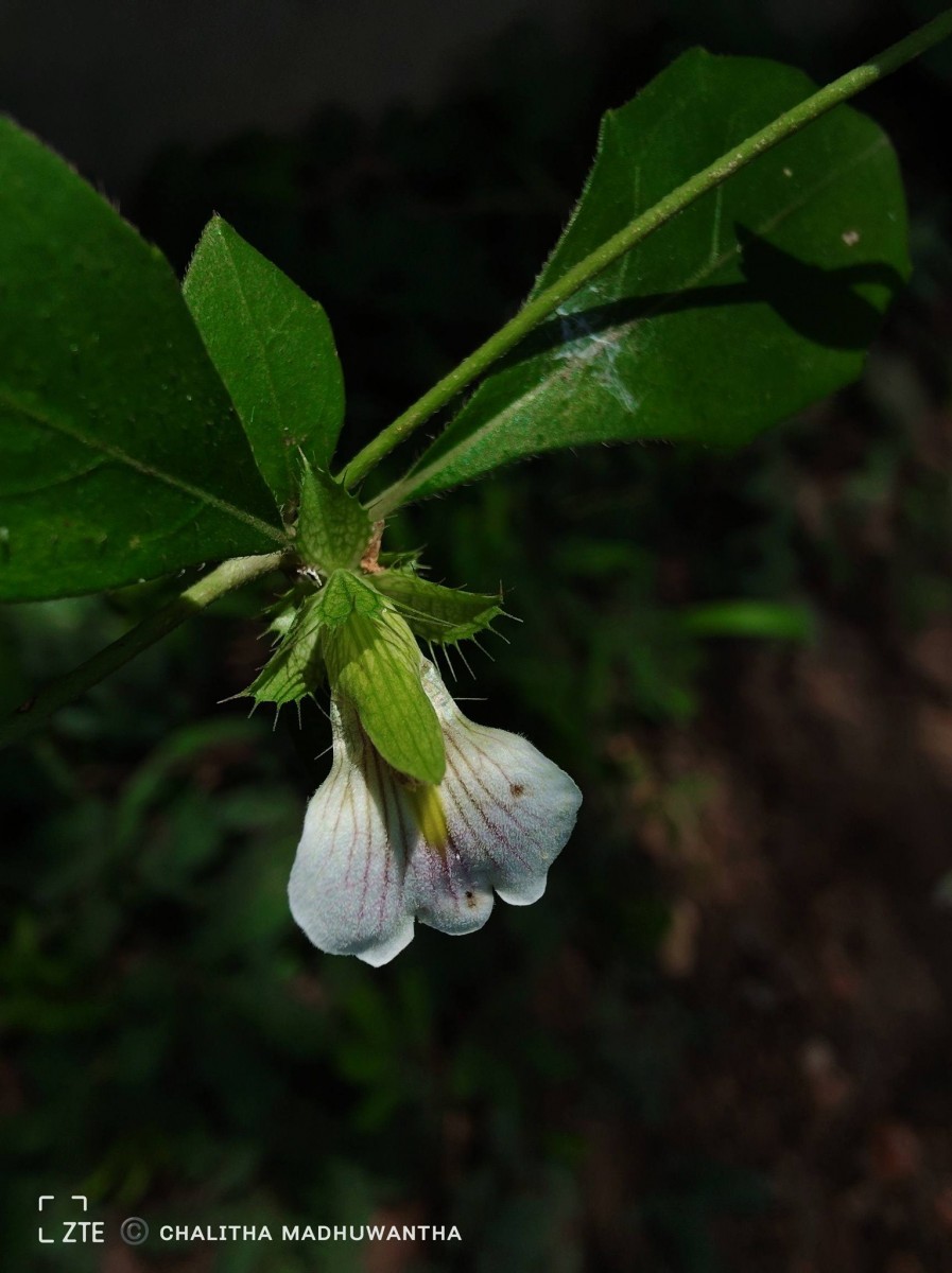 Blepharis maderaspatensis (L.) B.Heyne ex Roth