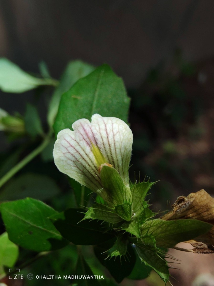 Blepharis maderaspatensis (L.) B.Heyne ex Roth