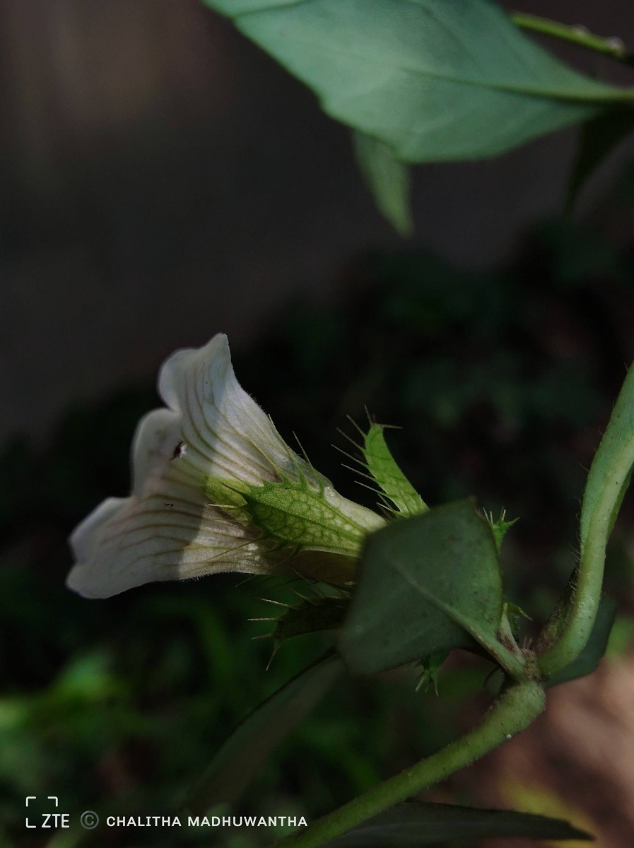 Blepharis maderaspatensis (L.) B.Heyne ex Roth