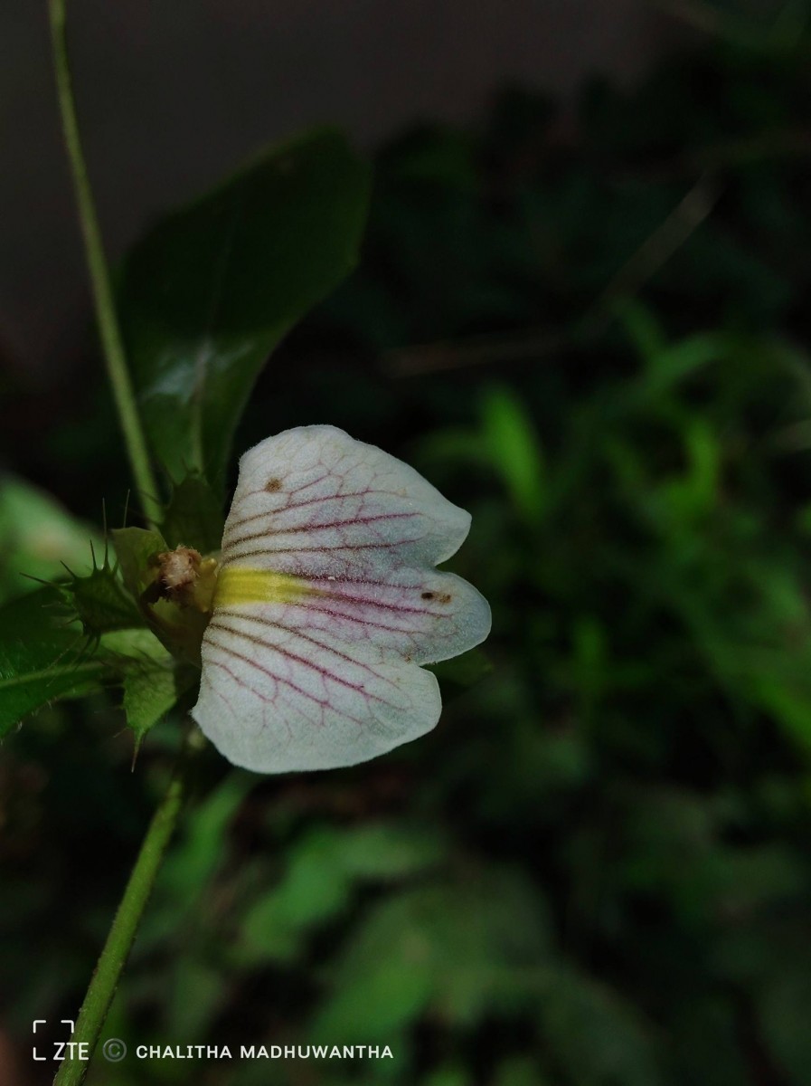 Blepharis maderaspatensis (L.) B.Heyne ex Roth