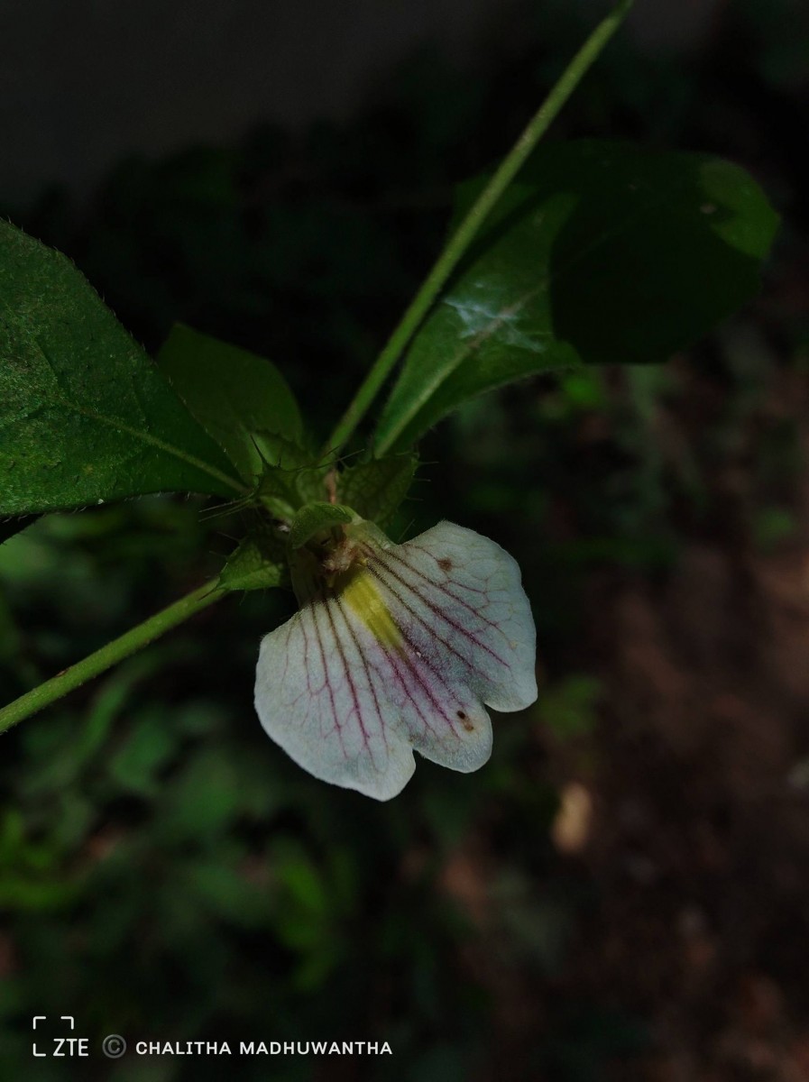 Blepharis maderaspatensis (L.) B.Heyne ex Roth