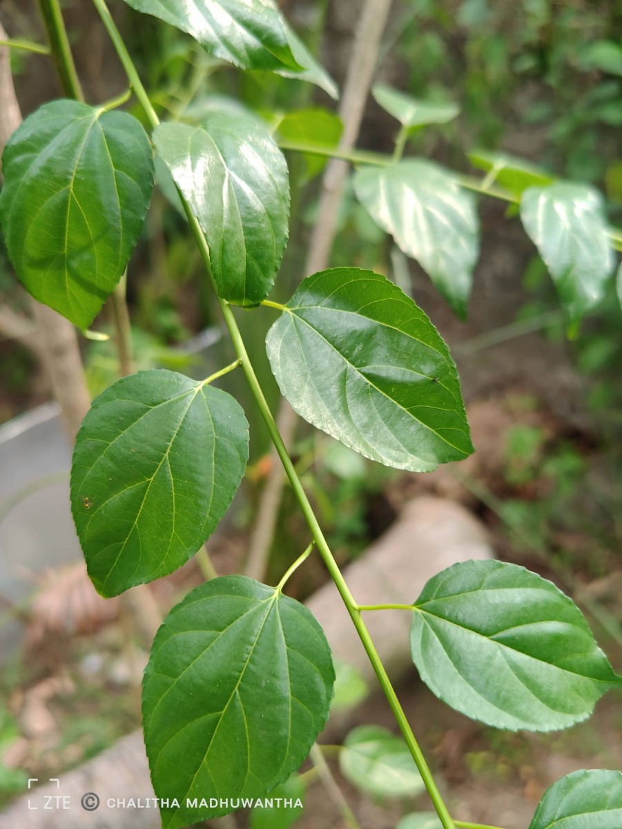 Colubrina asiatica (L.) Brongn.
