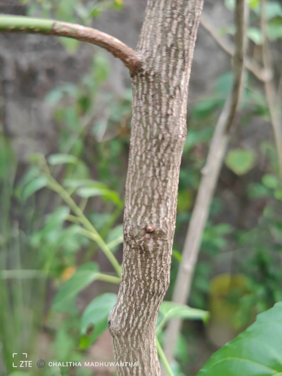 Colubrina asiatica (L.) Brongn.