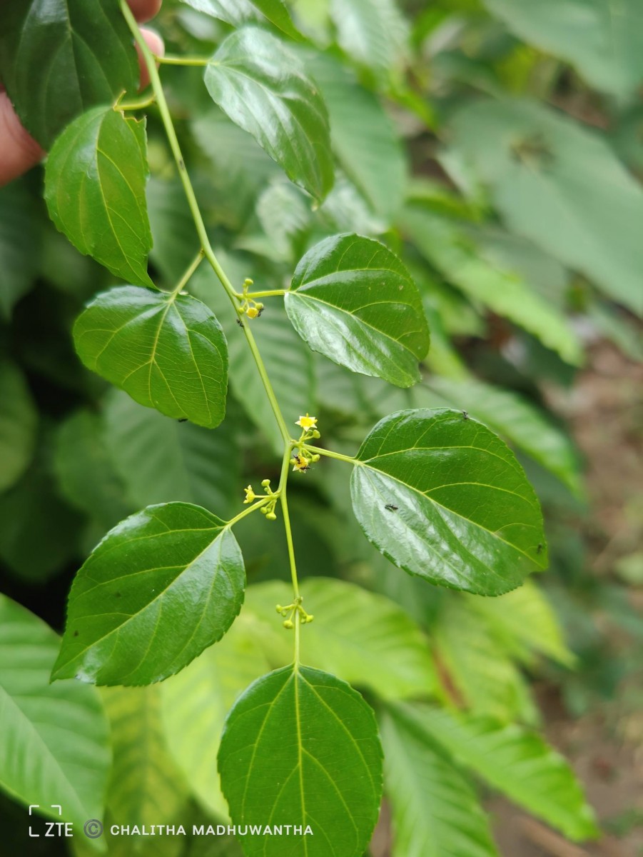 Colubrina asiatica (L.) Brongn.