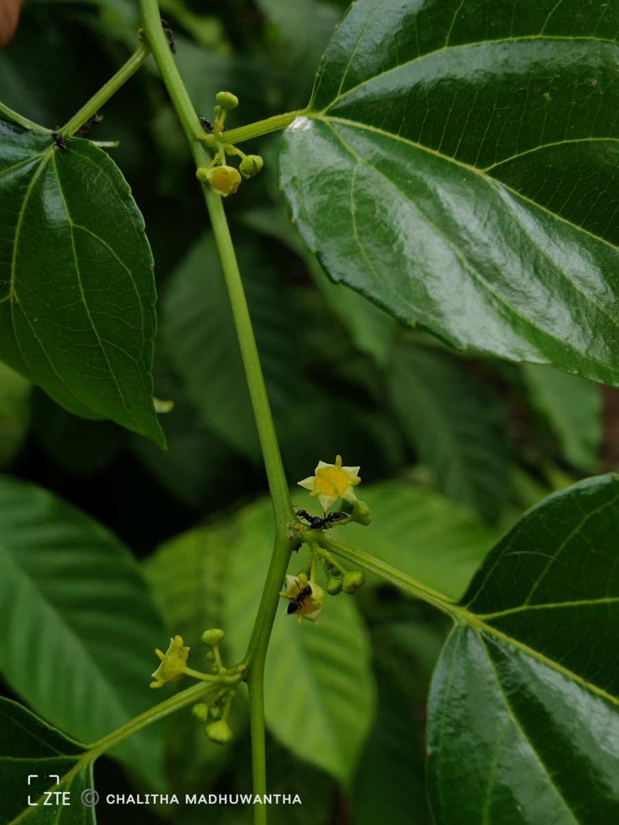 Colubrina asiatica (L.) Brongn.