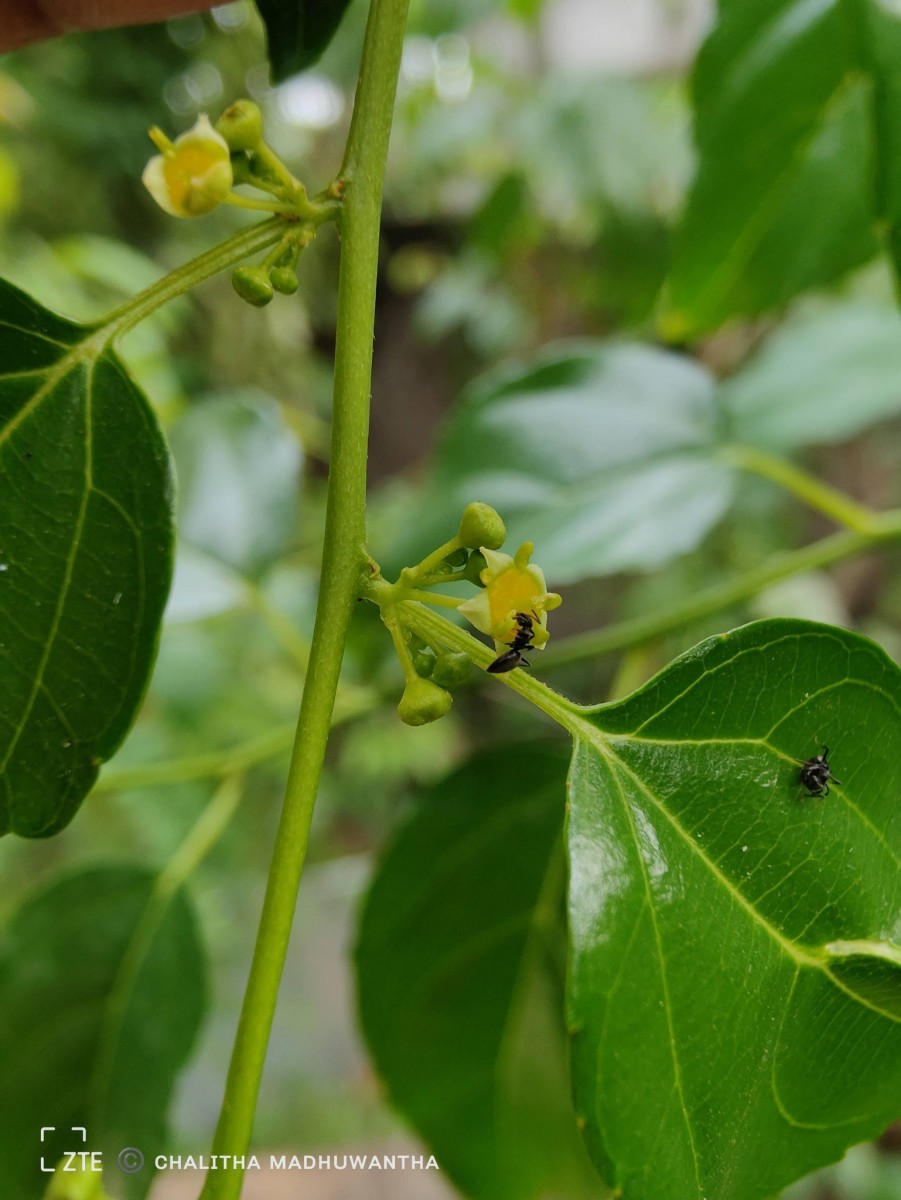 Colubrina asiatica (L.) Brongn.