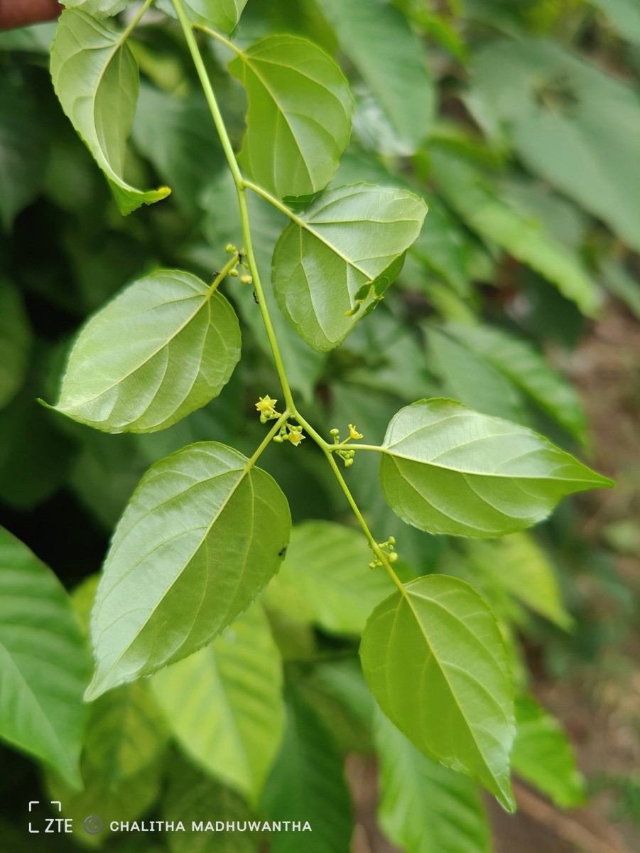 Colubrina asiatica (L.) Brongn.