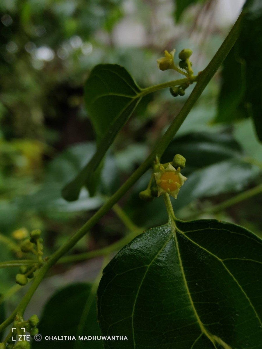 Colubrina asiatica (L.) Brongn.