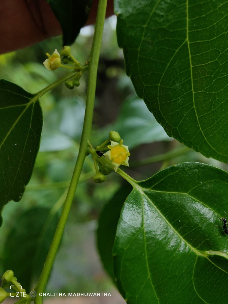 Colubrina asiatica (L.) Brongn.