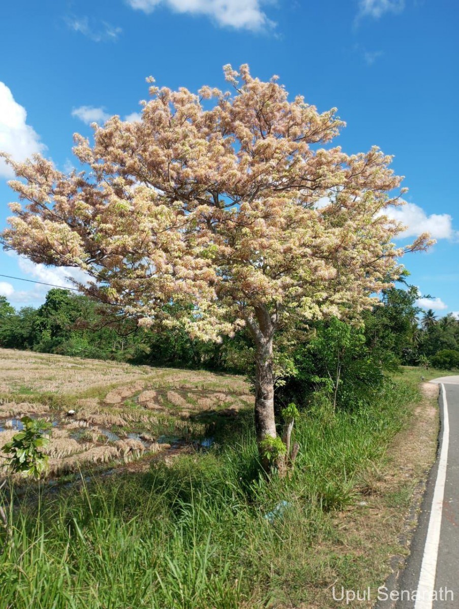 Crateva adansonii DC.