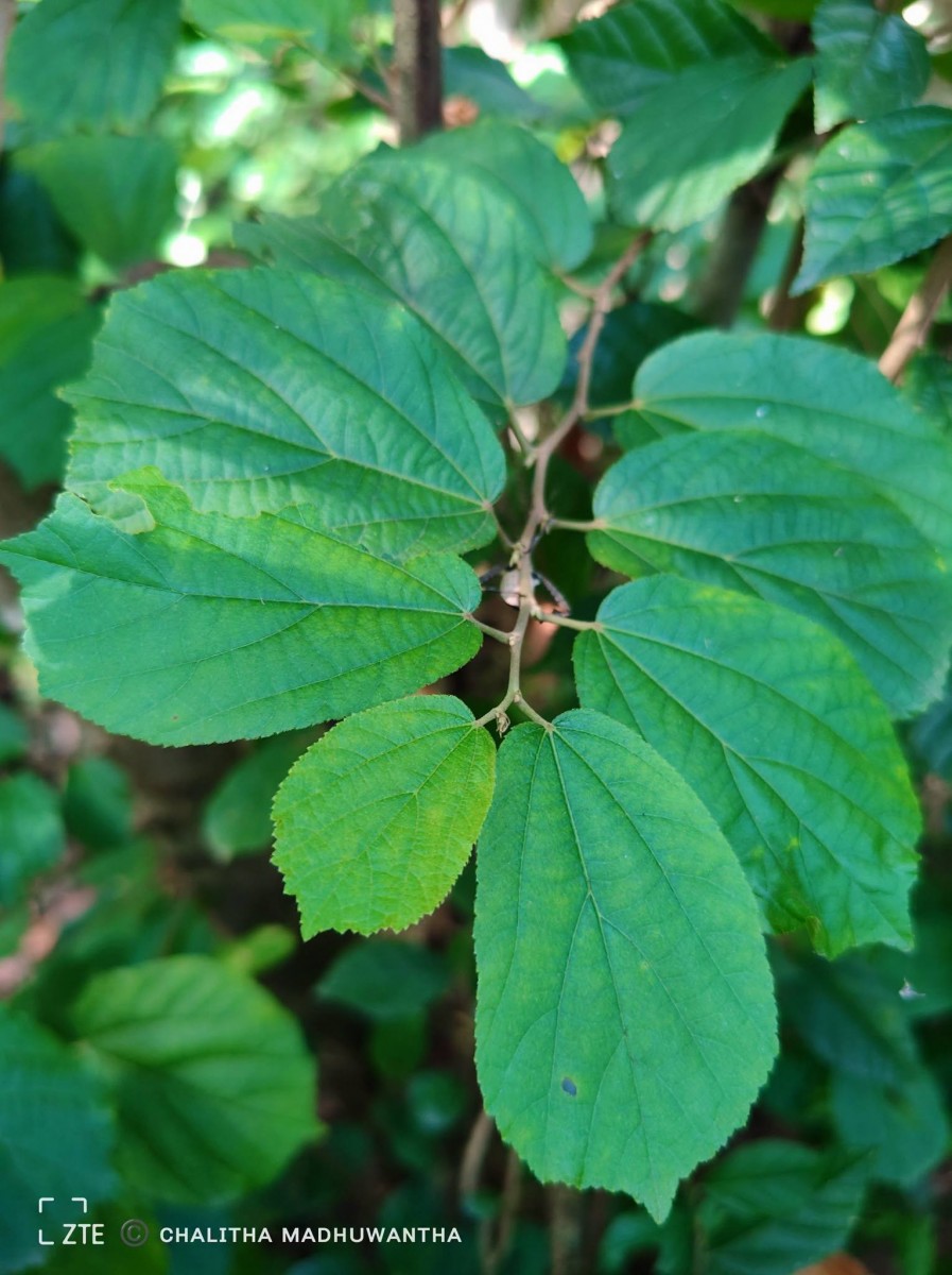 Helicteres isora L.