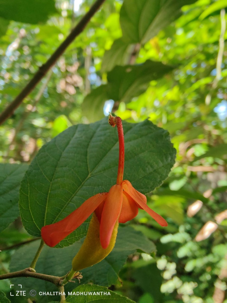 Helicteres isora L.