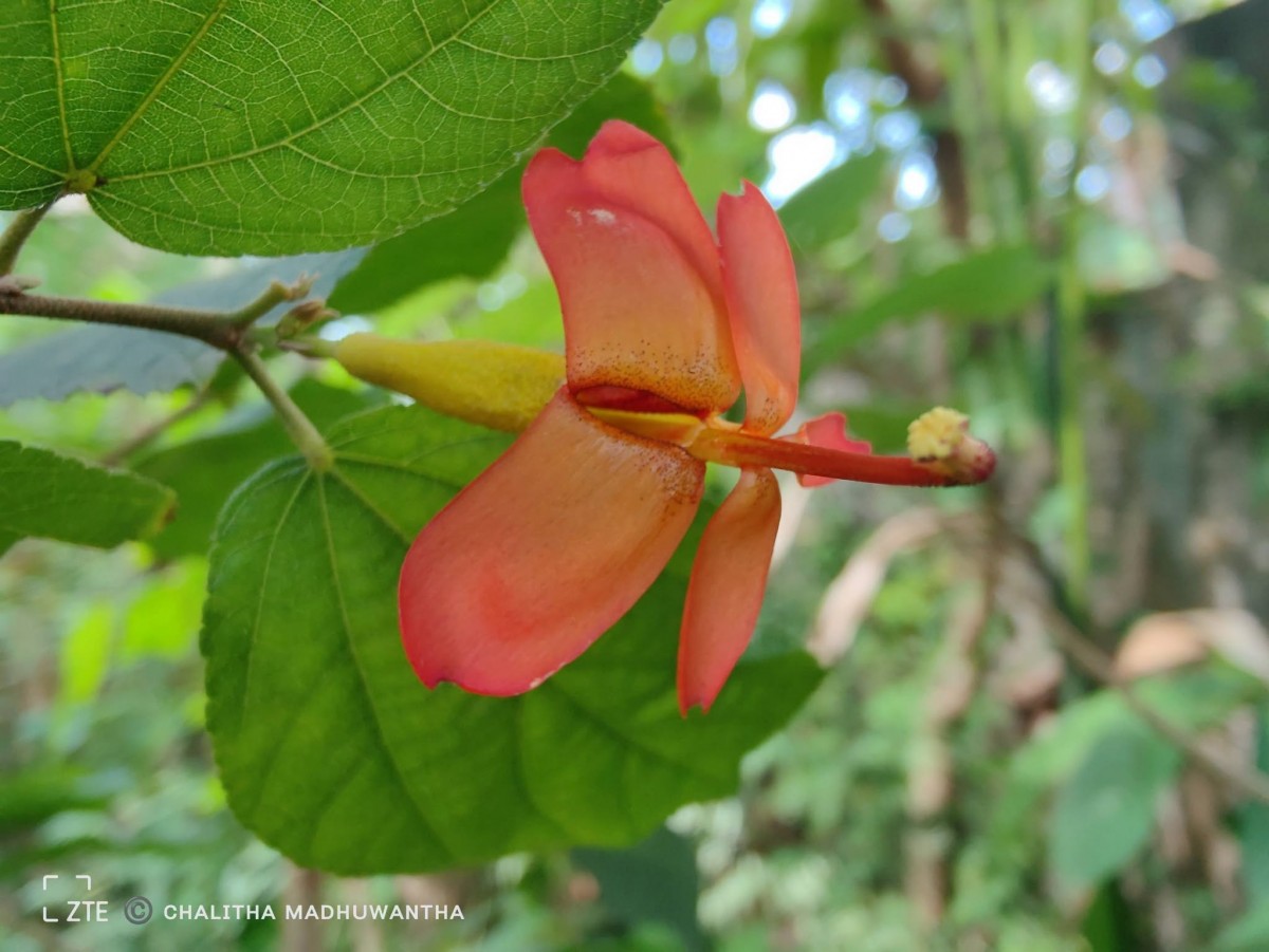 Helicteres isora L.