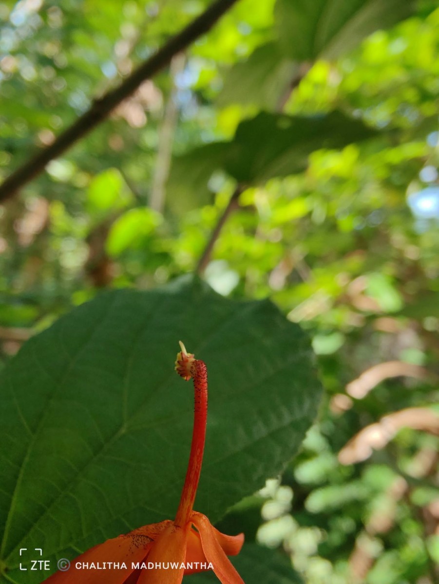 Helicteres isora L.