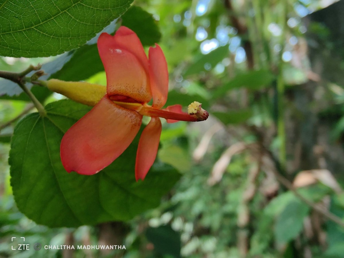 Helicteres isora L.