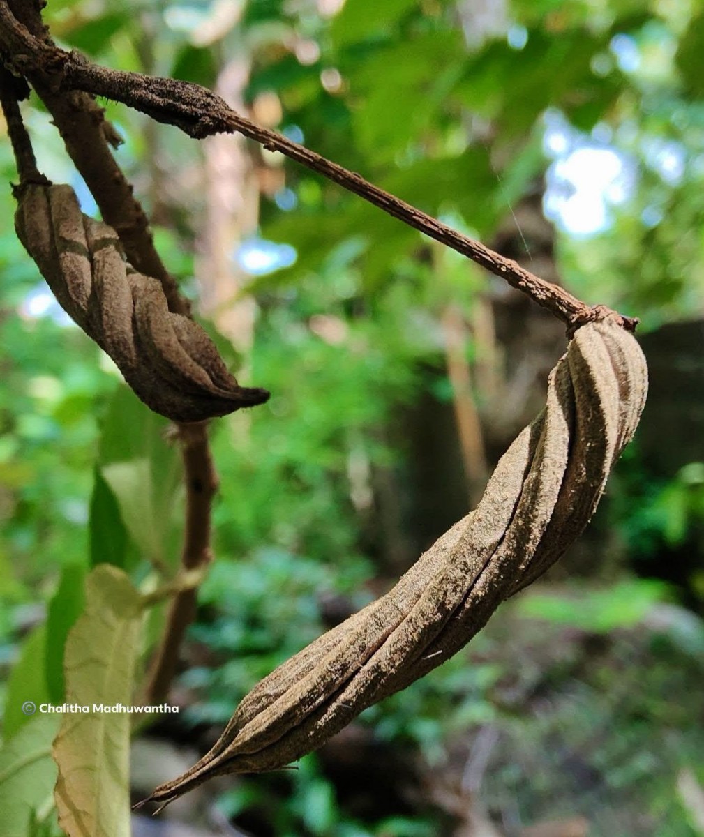 Helicteres isora L.