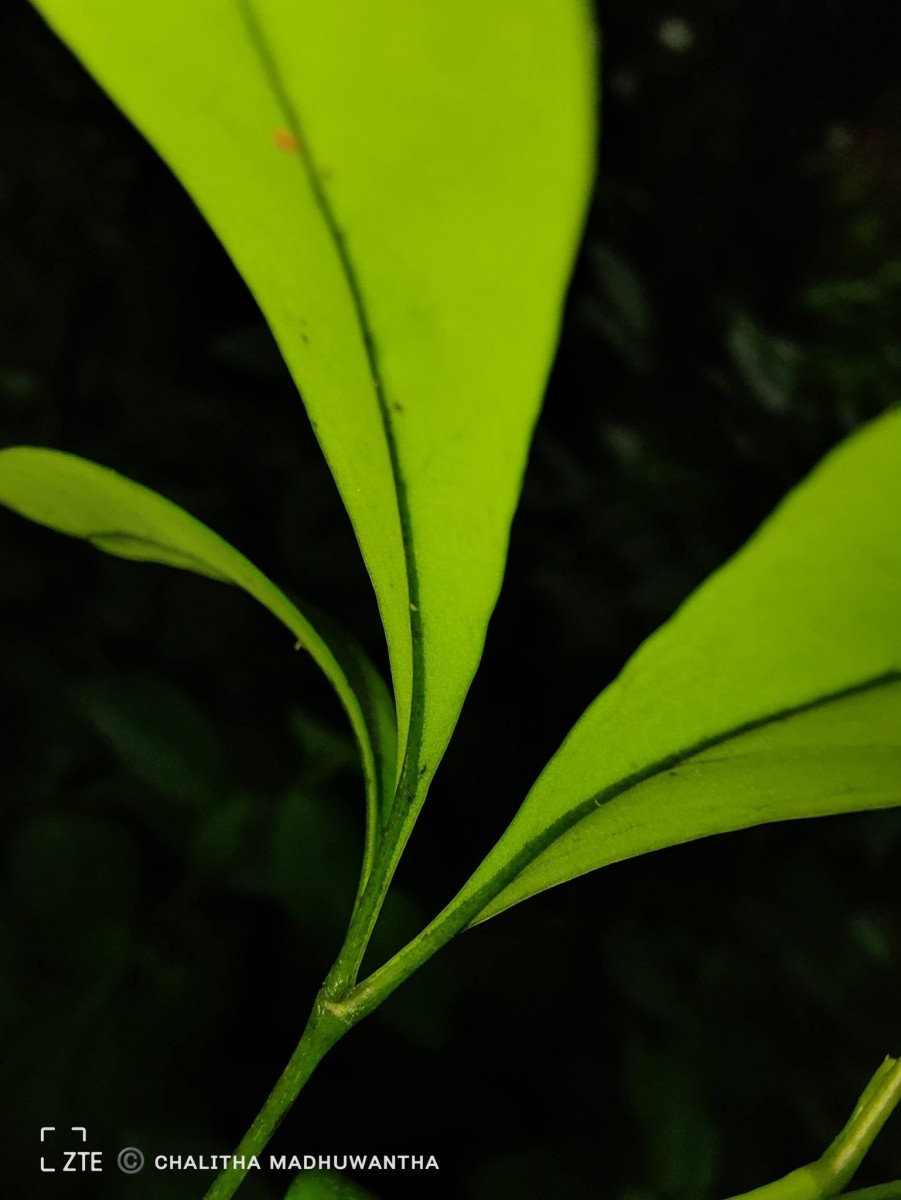 Heptapleurum emarginatum (Moon) Seem.