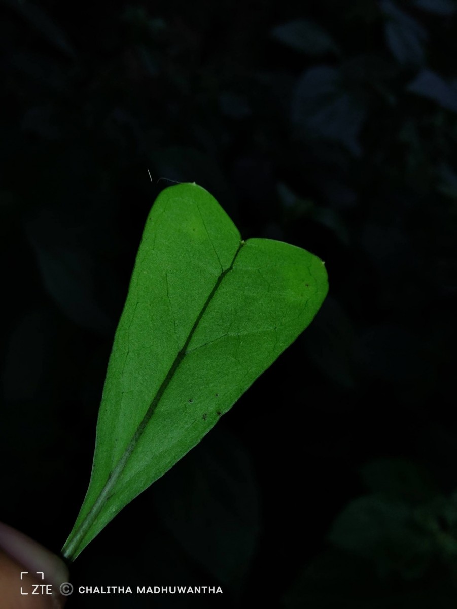 Heptapleurum emarginatum (Moon) Seem.