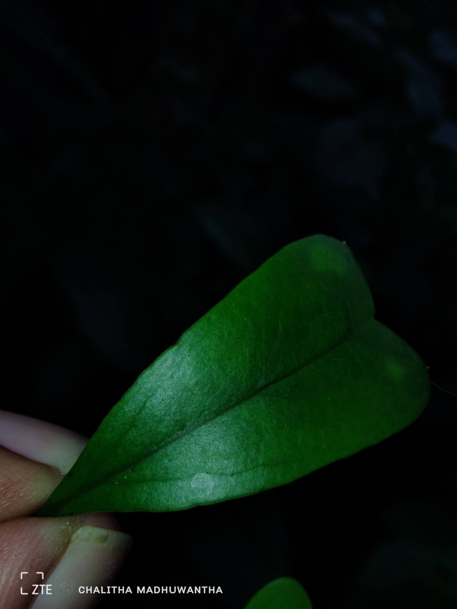 Heptapleurum emarginatum (Moon) Seem.