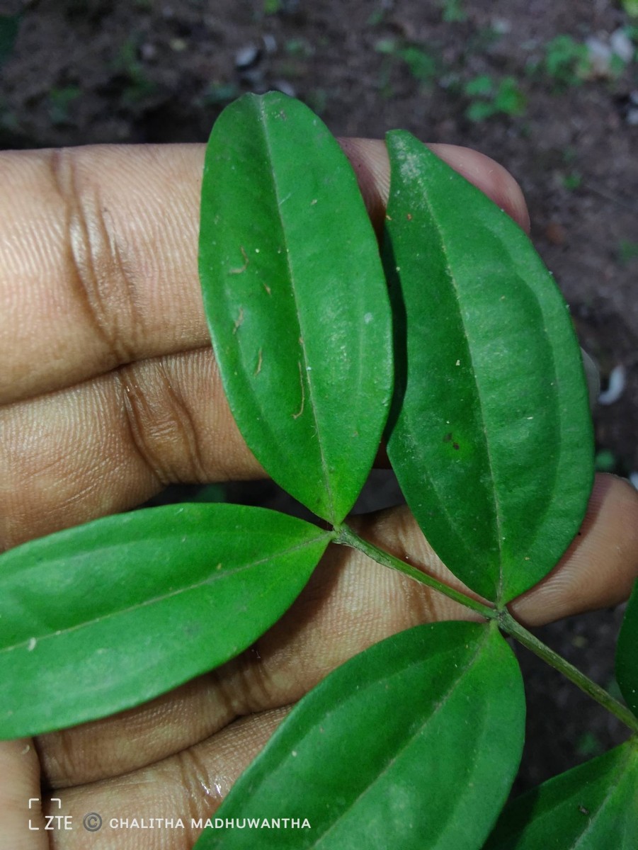 Lijndenia capitellata (Arn.) K.Bremer