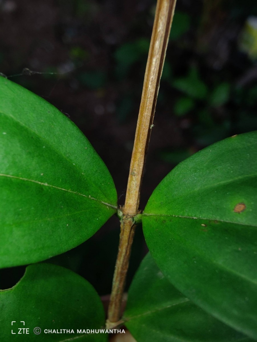 Lijndenia capitellata (Arn.) K.Bremer