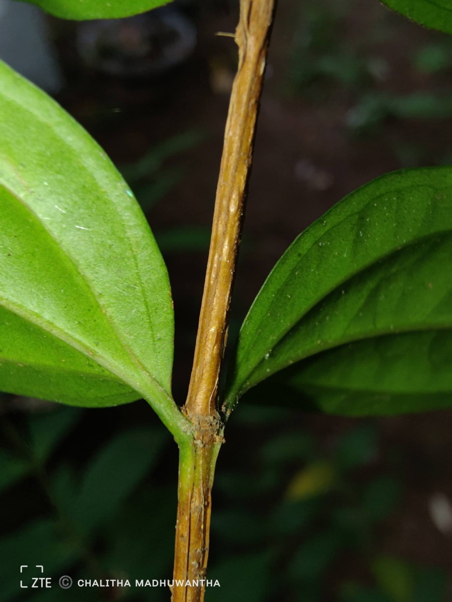 Lijndenia capitellata (Arn.) K.Bremer