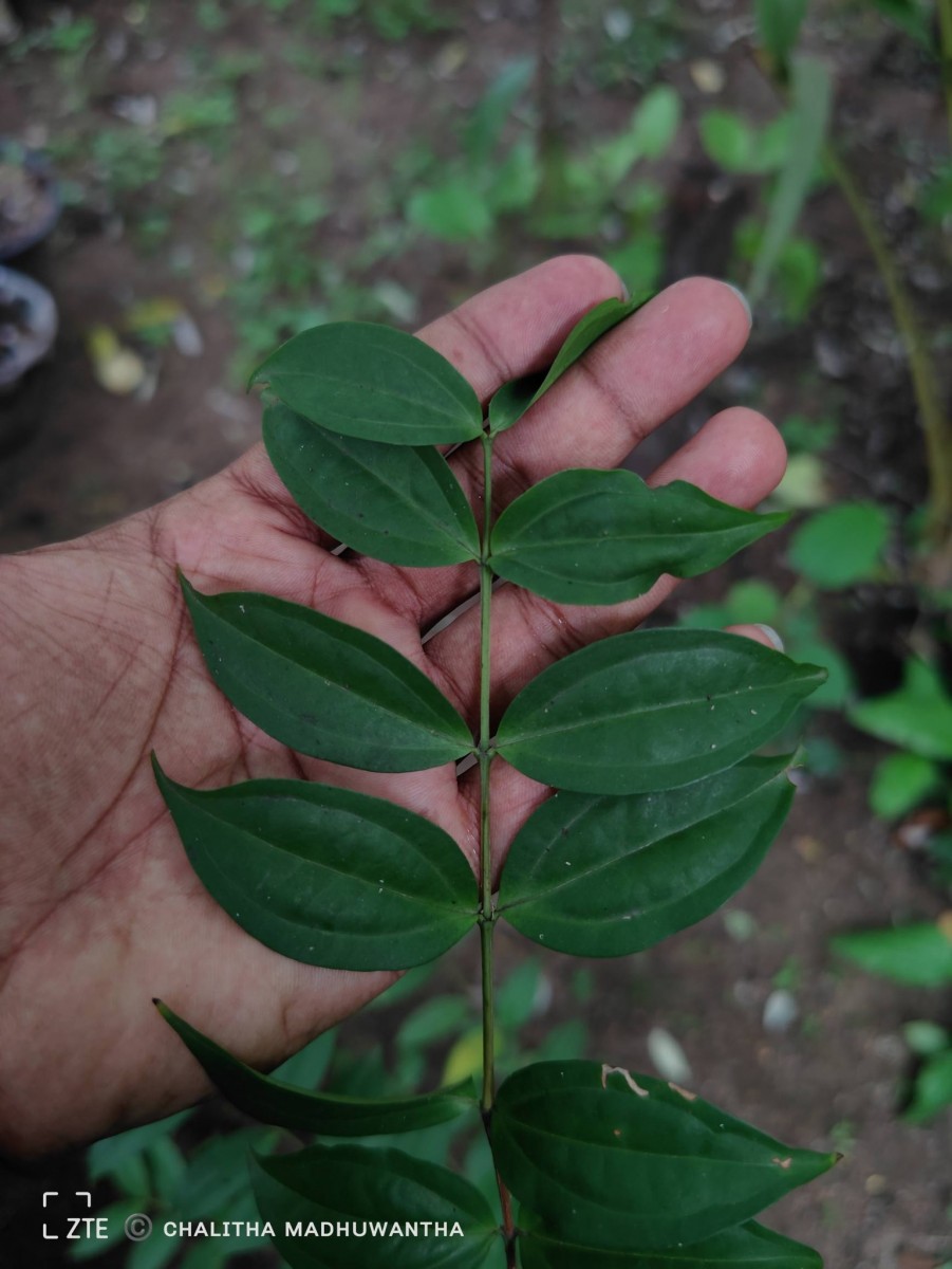 Lijndenia capitellata (Arn.) K.Bremer