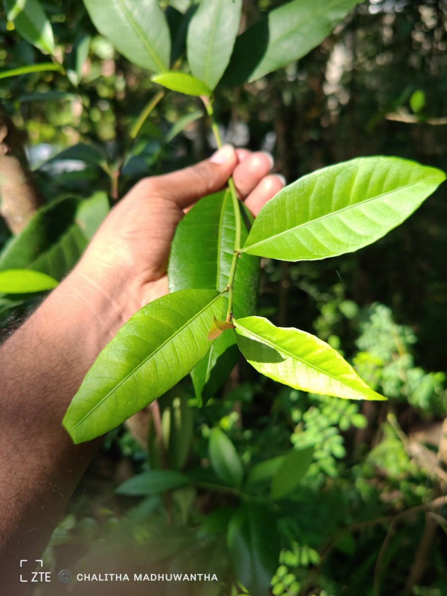 Tritaxis glabella var. glabella Thwaites
