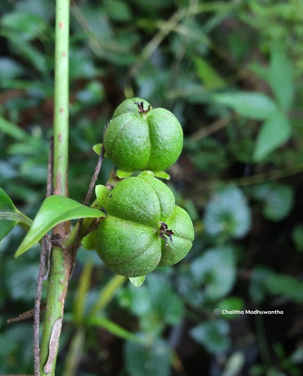 Tritaxis glabella var. glabella Thwaites