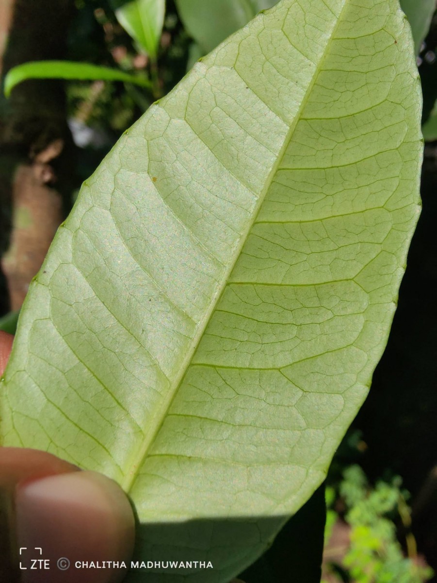 Tritaxis glabella var. glabella Thwaites