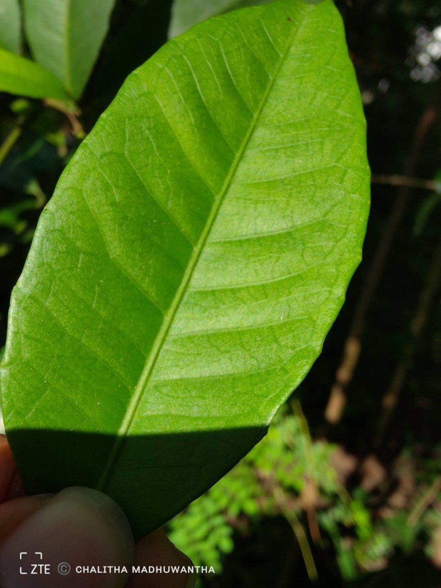 Tritaxis glabella var. glabella Thwaites