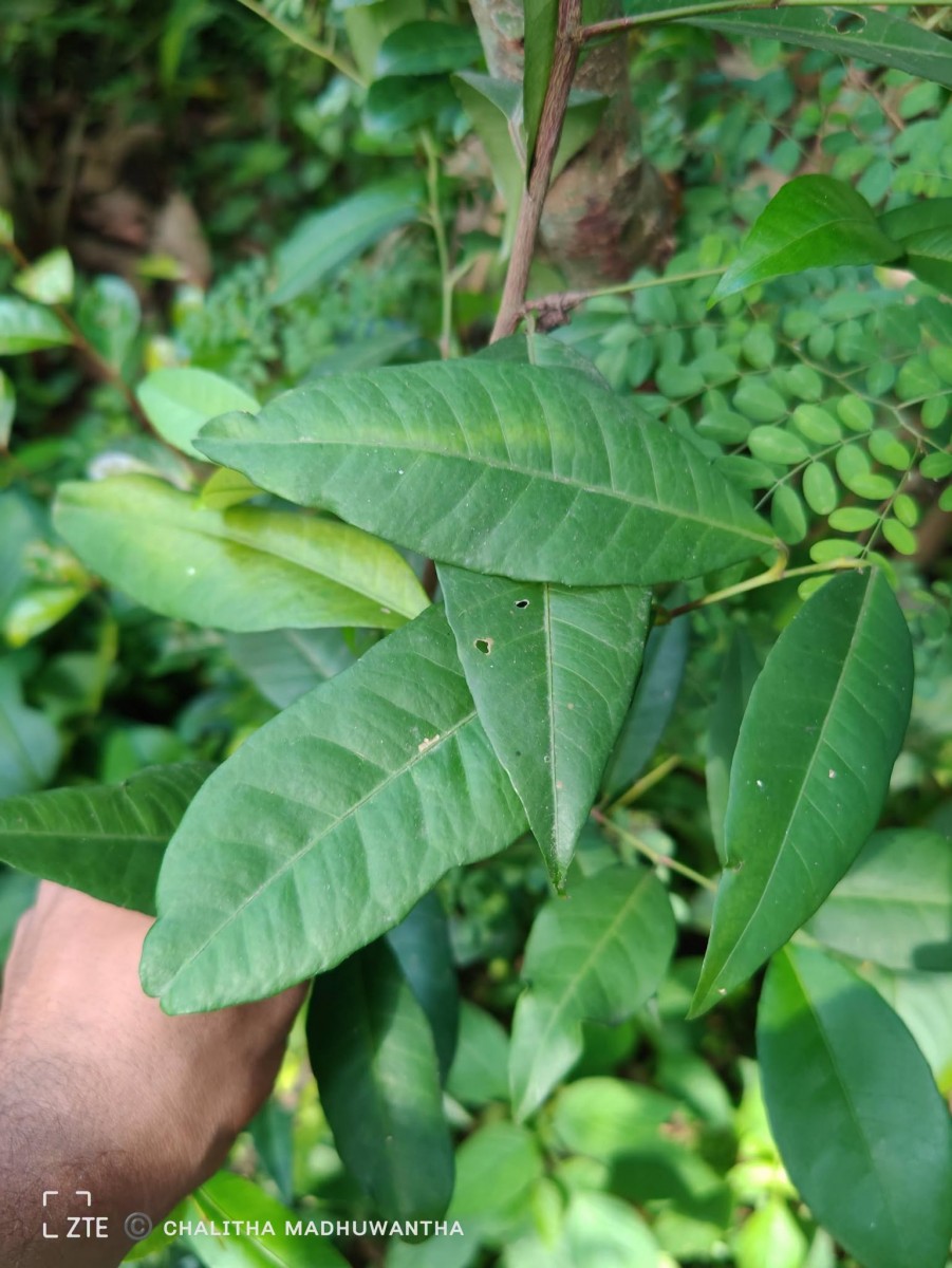 Tritaxis glabella var. glabella Thwaites