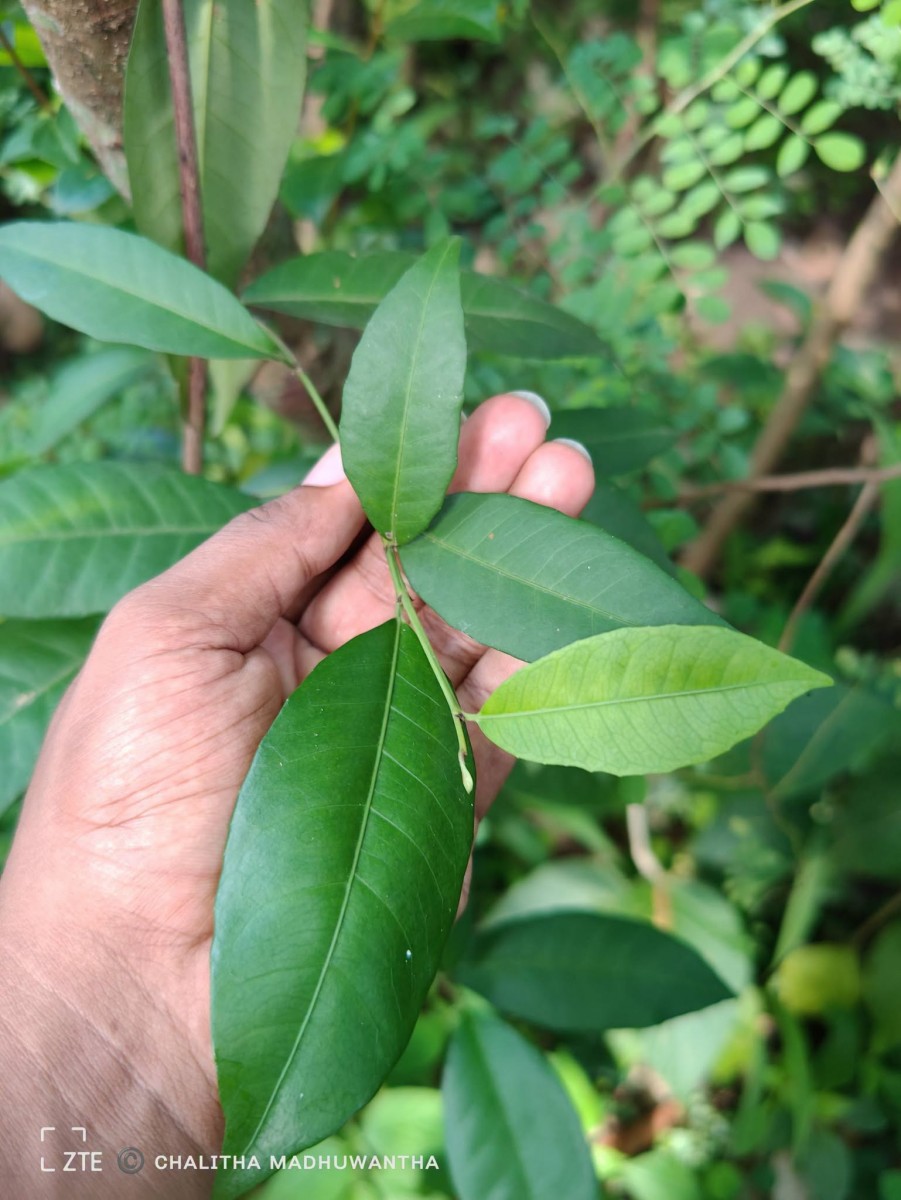 Tritaxis glabella var. glabella Thwaites