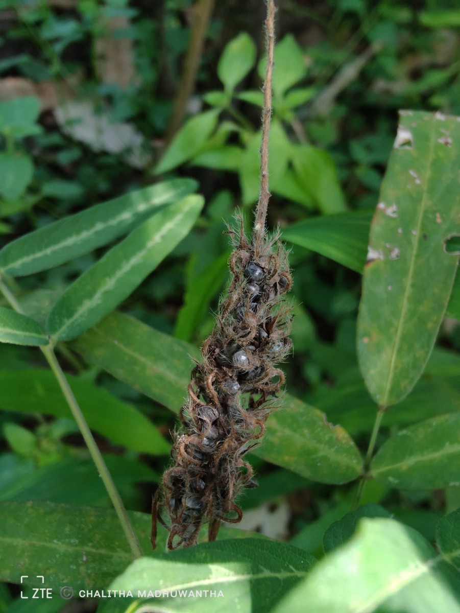 Uraria picta (Jacq.) Desv. ex DC.