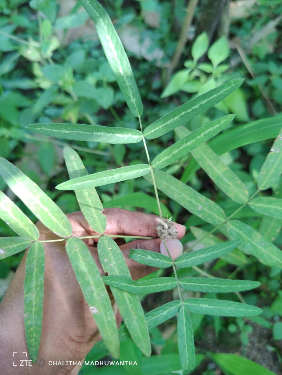 Uraria picta (Jacq.) Desv. ex DC.