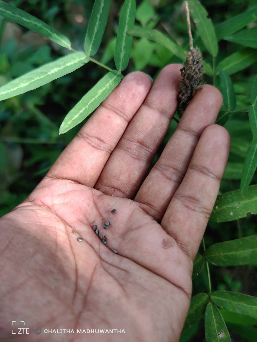 Uraria picta (Jacq.) Desv. ex DC.