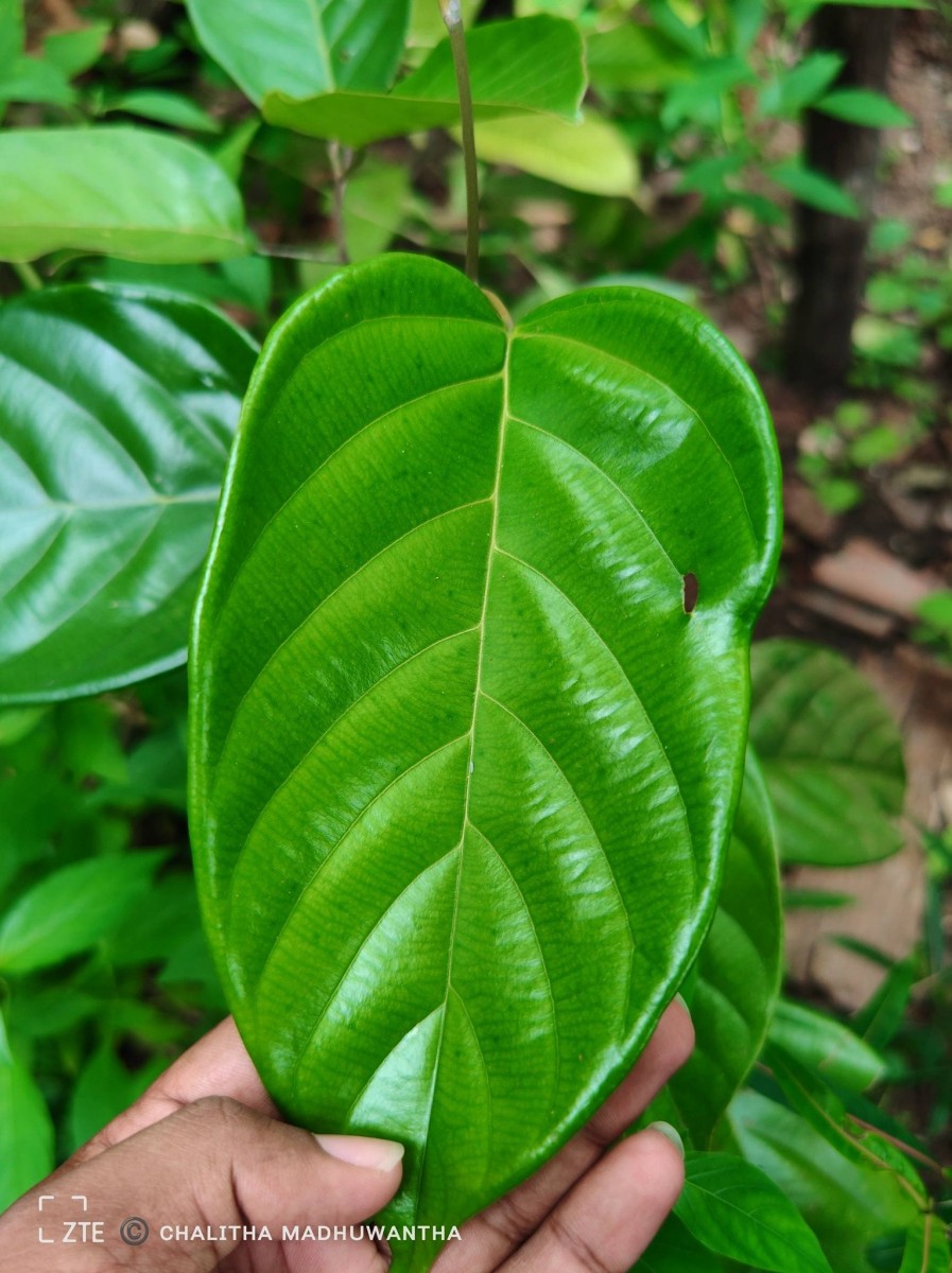 Shorea lissophylla Thwaites