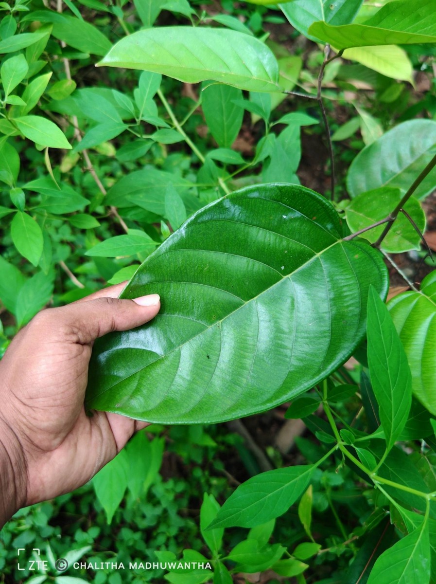 Shorea lissophylla Thwaites