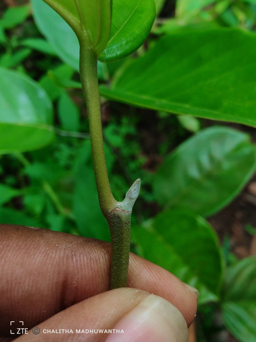 Shorea lissophylla Thwaites