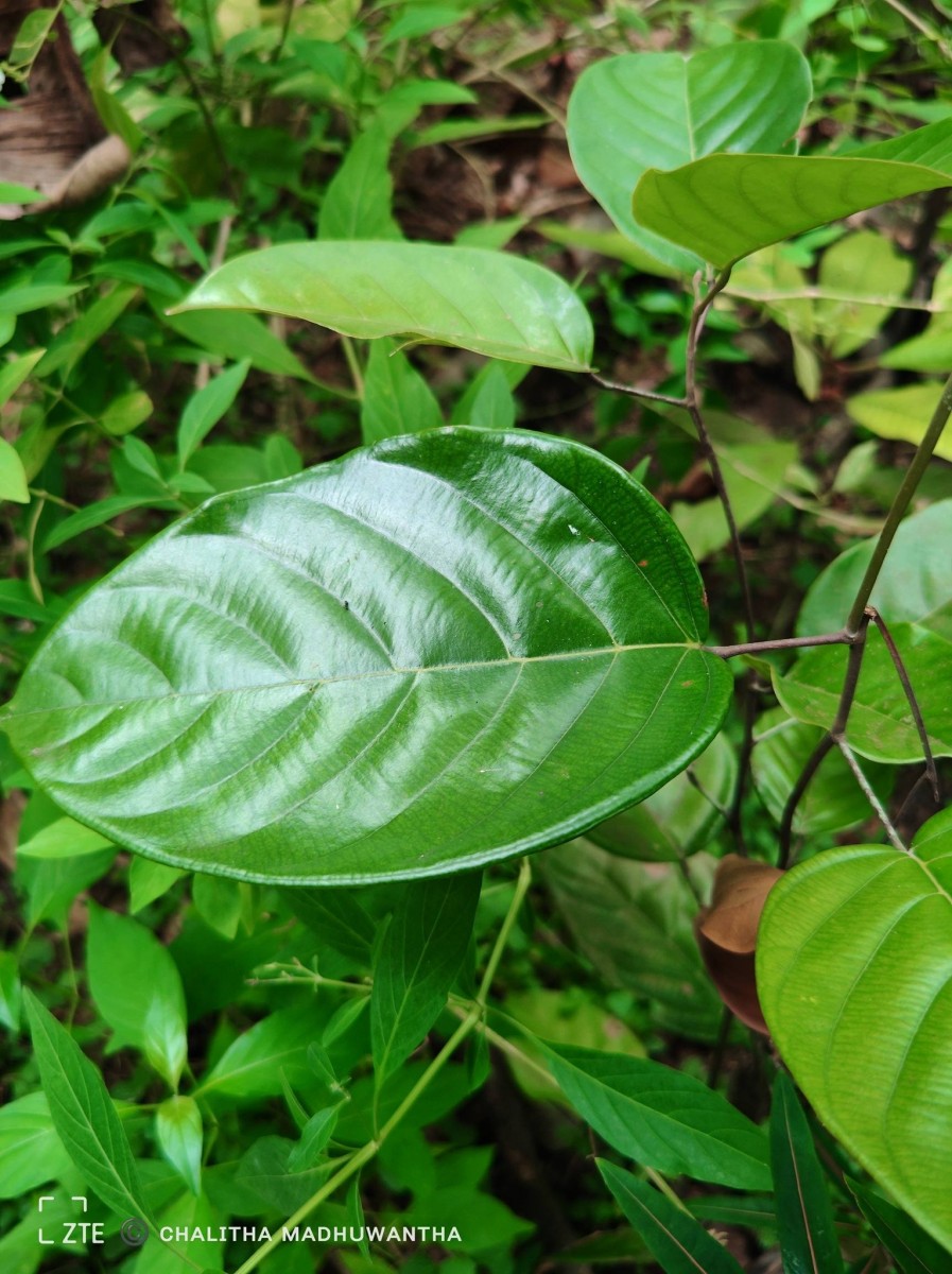 Shorea lissophylla Thwaites