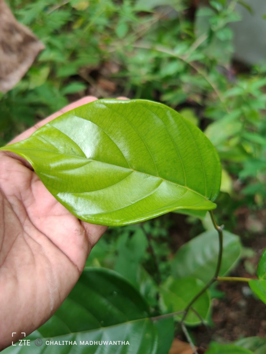 Shorea lissophylla Thwaites