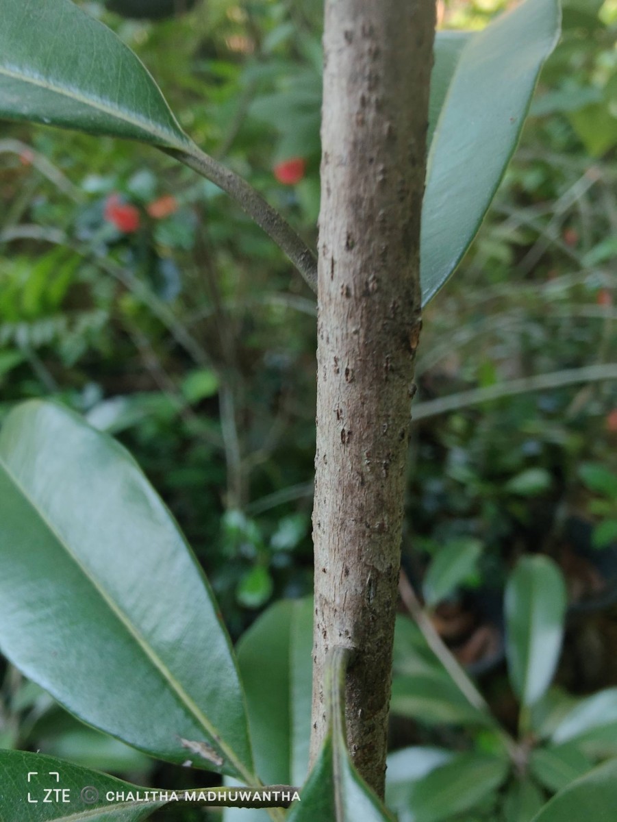 Manilkara zapota (L.) P.Royen