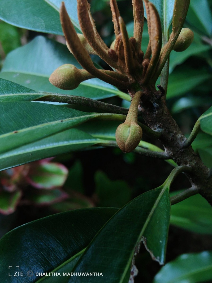 Manilkara zapota (L.) P.Royen