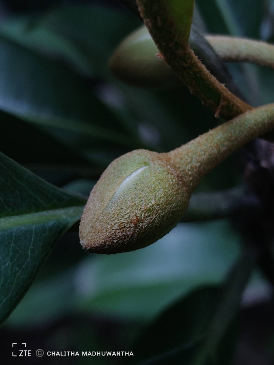 Manilkara zapota (L.) P.Royen