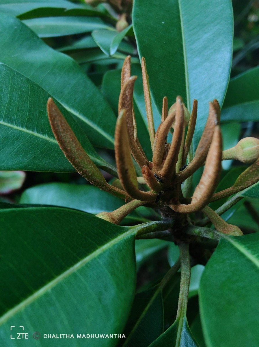 Manilkara zapota (L.) P.Royen