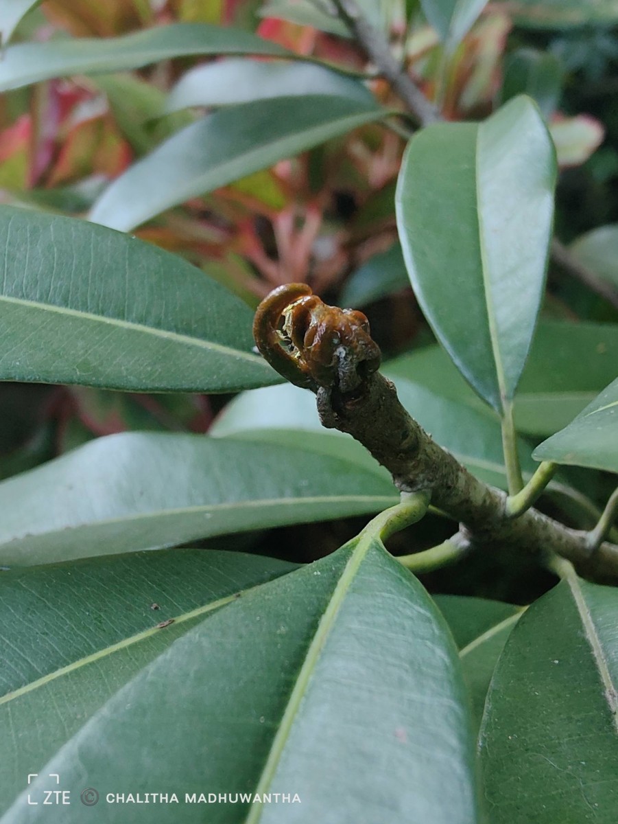 Manilkara zapota (L.) P.Royen