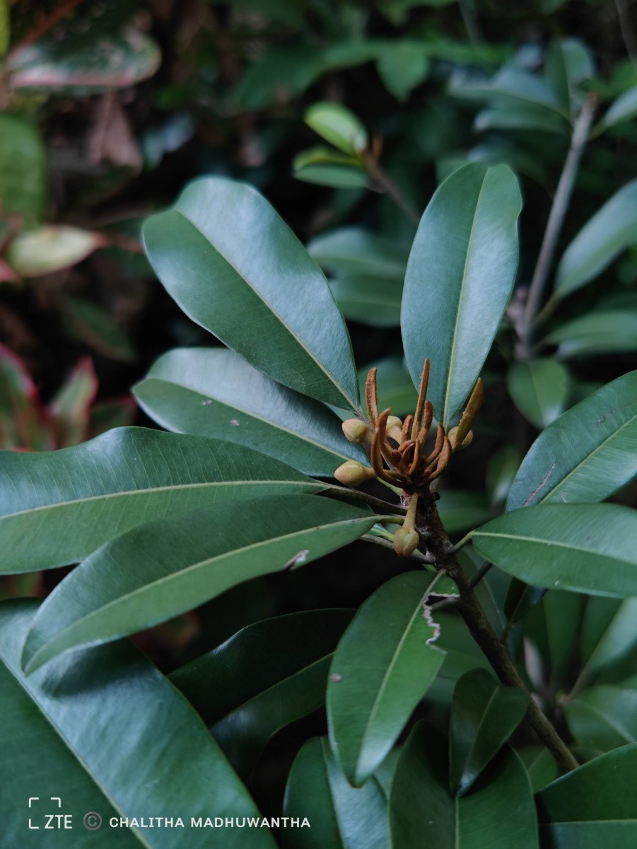 Manilkara zapota (L.) P.Royen