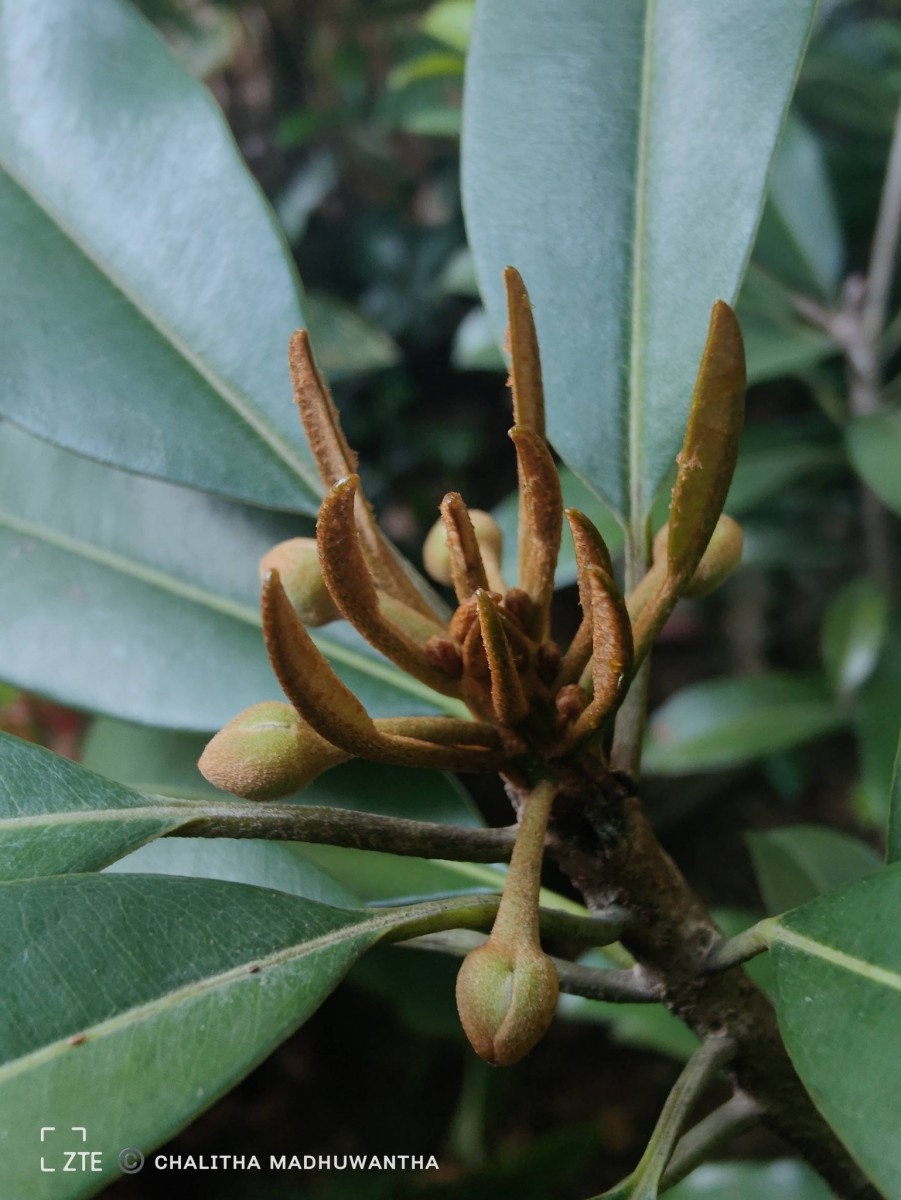 Manilkara zapota (L.) P.Royen